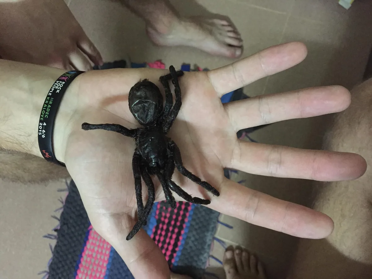 Tarantula
