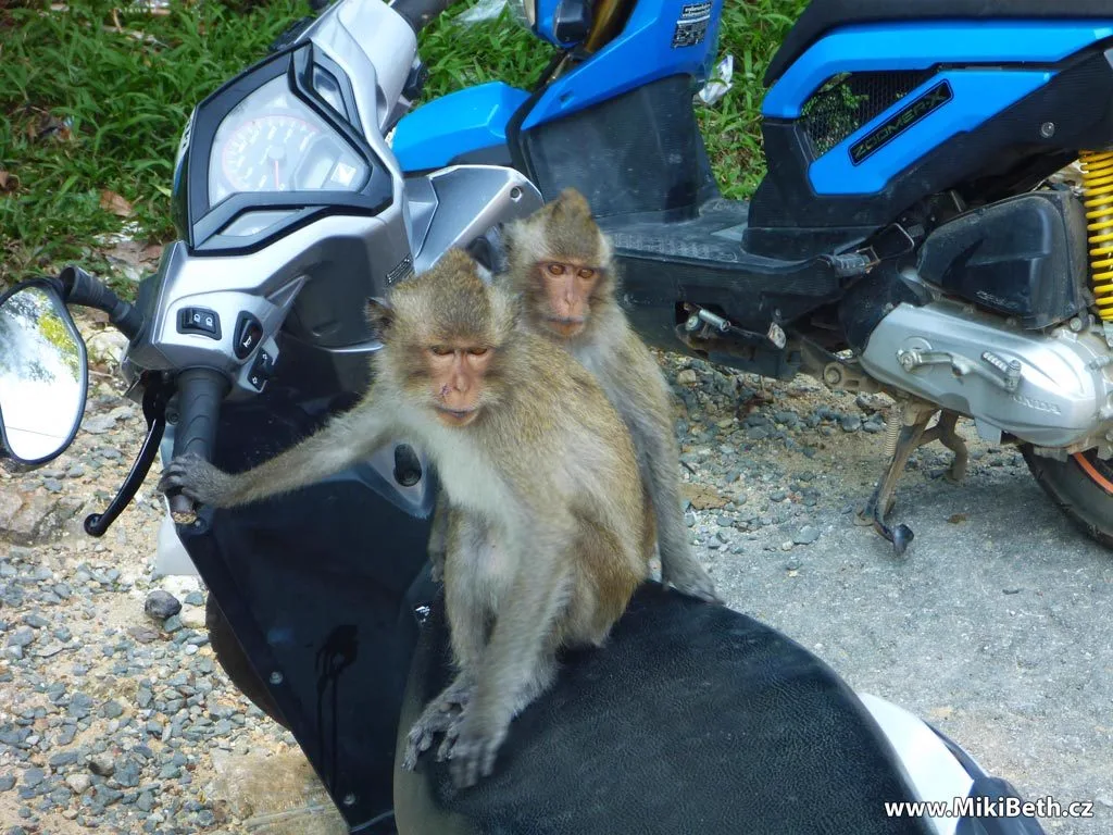 koh chang skutr opice